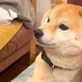 柴犬が『撫でて』と…