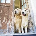 犬が飼い主を『待ち…