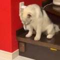 階段の段差を目の前…