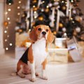 犬のいる家庭で気を…