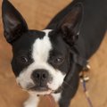 じーっ…犬が『飼い主…