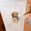 犬が『辛い』と感じ…