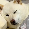 犬を『甘やかして大…