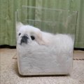 犬も液体であること…