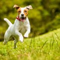 犬が見せる『幸せな…