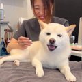 犬が針治療を受けた…