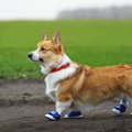 犬に靴を履かせるべ…