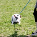 犬が『散歩中に歩か…