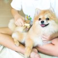 『抜け毛が多い犬』…