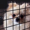 犬が『悲しい表情』…