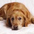 犬が『うざい』と思…