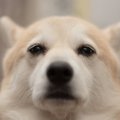 犬にとっての『毒親…
