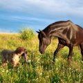 種を超えた友情、犬…