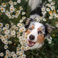 犬は人のことをどう…