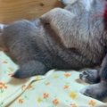 生後20日の赤ちゃん…