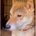 犬を飼ったことがな…