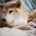 認知症による大怪我…
