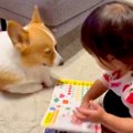 犬に『絵本の読み聞…