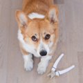 犬の爪切りの頻度は？長さの目安や切るときのポイントも紹介！