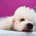 愛犬が急に甘えん坊…