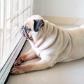 なぜ犬は『飼い主が…