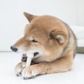 愛犬に硬いおやつを…