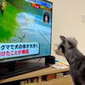 テレビの中でクマに…