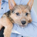 間違ってない？犬を…