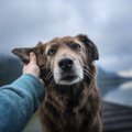 犬に噛まれやすい人…