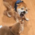 生後77日の赤ちゃん…