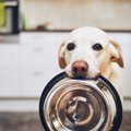 犬がみせる『空腹サ…
