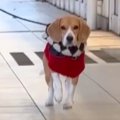 犬の散歩中、ママが…