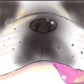 僕のはなぺちゃ工房 …