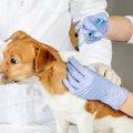 犬にワクチン接種が…