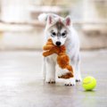 犬に絶対与えてはい…