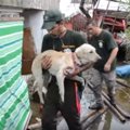 台風が町を破壊。犬…