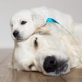 犬に赤ちゃんが生ま…