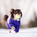 犬が冬を楽しんでい…