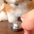 犬に『ベルを鳴らし…