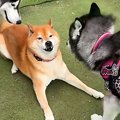 陰キャな柴犬が『陽…