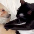 保護された黒猫を飼…