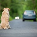 愛犬を手放すとどう…