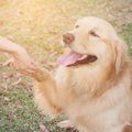 犬の聴覚障害につい…