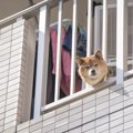 ペット禁止のマンシ…