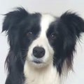 『ワオーン』と犬語…