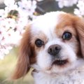 小型犬の平均寿命は…