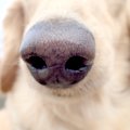 犬の鼻が乾くのはな…