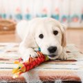 犬にとっておもちゃ…