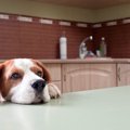 犬に絶対与えてはい…