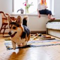 犬が家の中で『大騒…